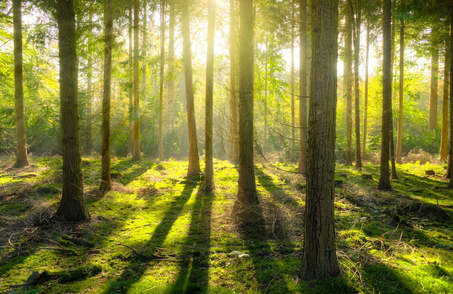 forest-1863903_1920 forest-1863903_1920